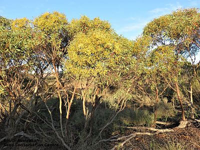 Eucalyptus socialis ssp. viridans pl Ron Taylor Mangalo